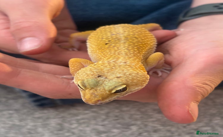 Leopard Gecko reptiles - Advert 1