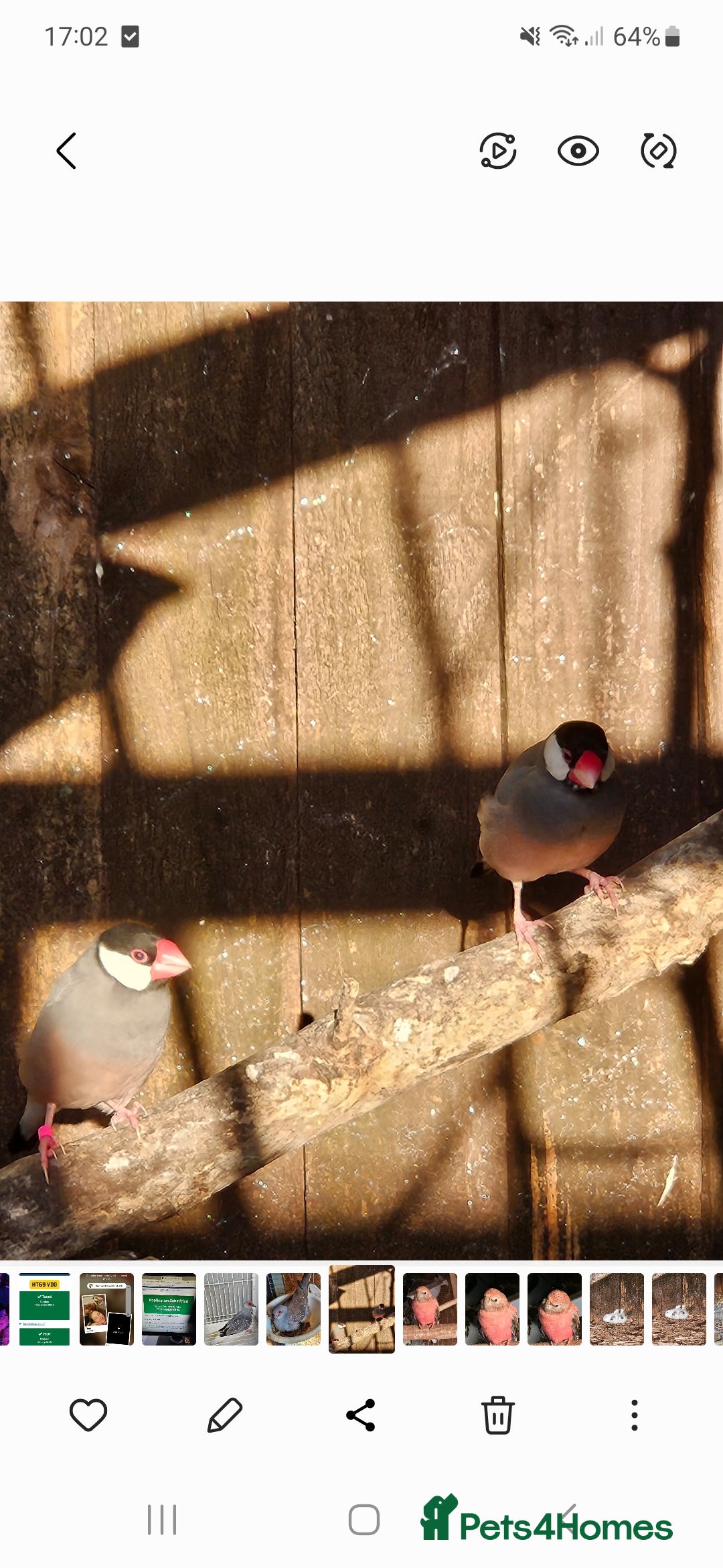 Finches birds for sale: Proven pair of Java Sparrow  - Advert 2