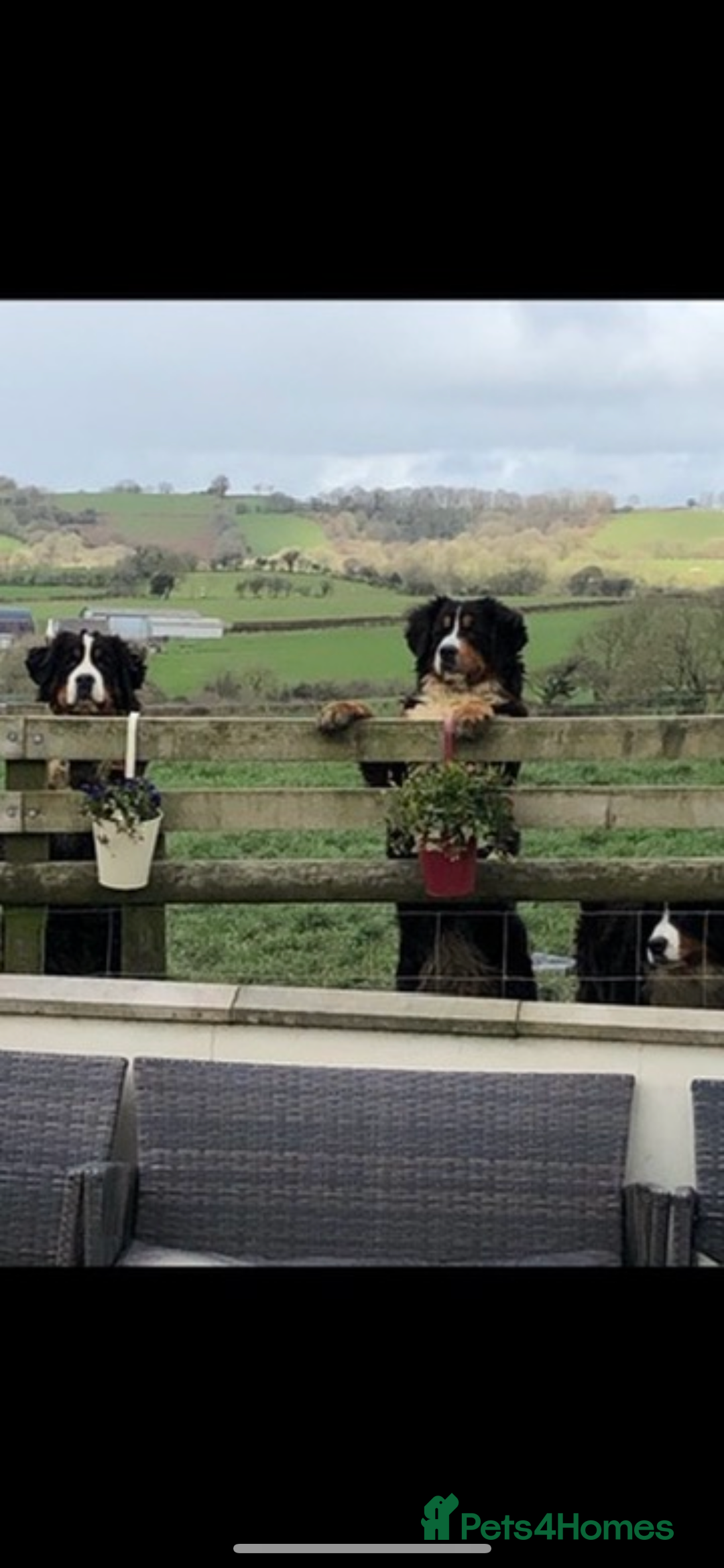 Bernese Mountain Dog dogs for sale: Boys and girls  - Advert 12