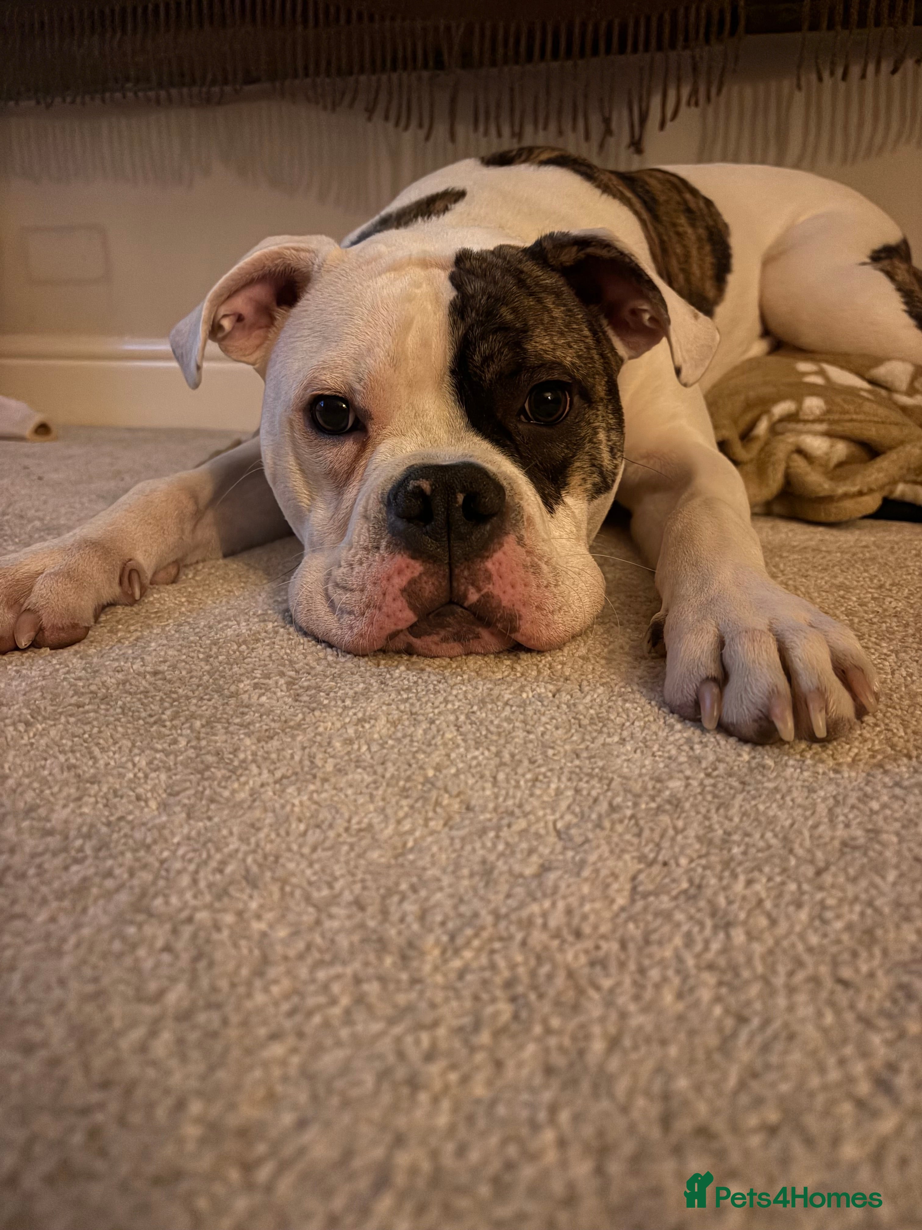 American Bulldog dogs Monty 7 month old American Bulldog  - Advert 4