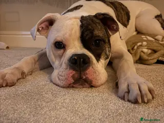 American Bulldog dogs Monty 7 month old American Bulldog - Advert 4