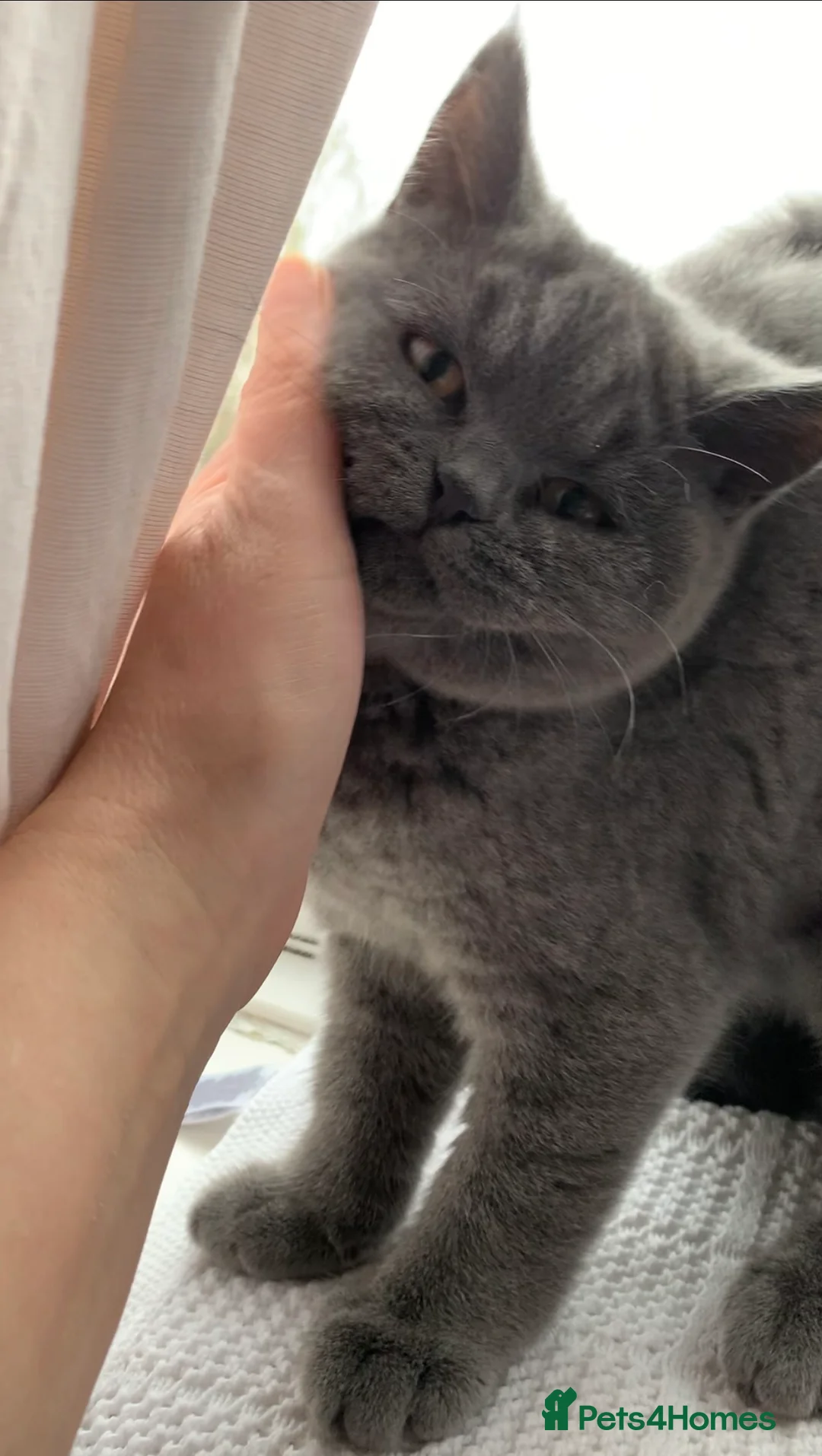 British Shorthair cats for sale: British Shorthair Blue Kittens 💛 Raised with Love - Advert 20