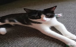 Mixed Breed cats for sale: One little tuxedo 🥰 - Image 6