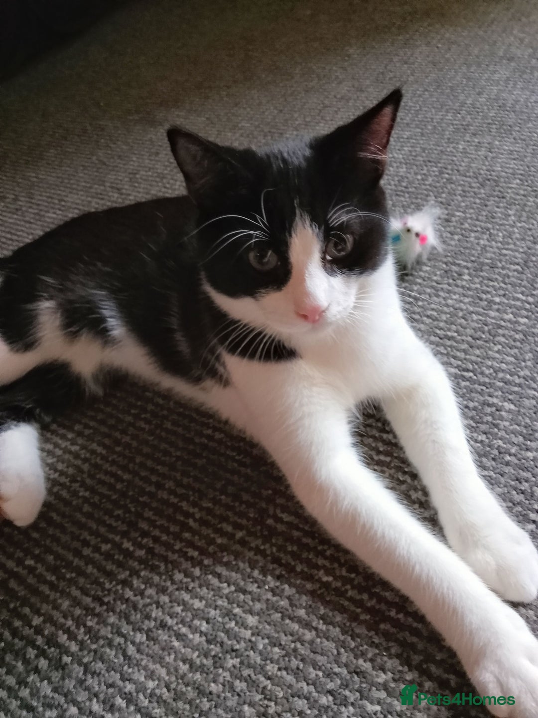 Mixed Breed cats for sale: One little tuxedo 🥰 - Image 6