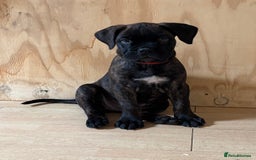 Bullmastiff dogs for sale: 🐾 KC registered bullmastiff female puppy 🐾 - Image 7