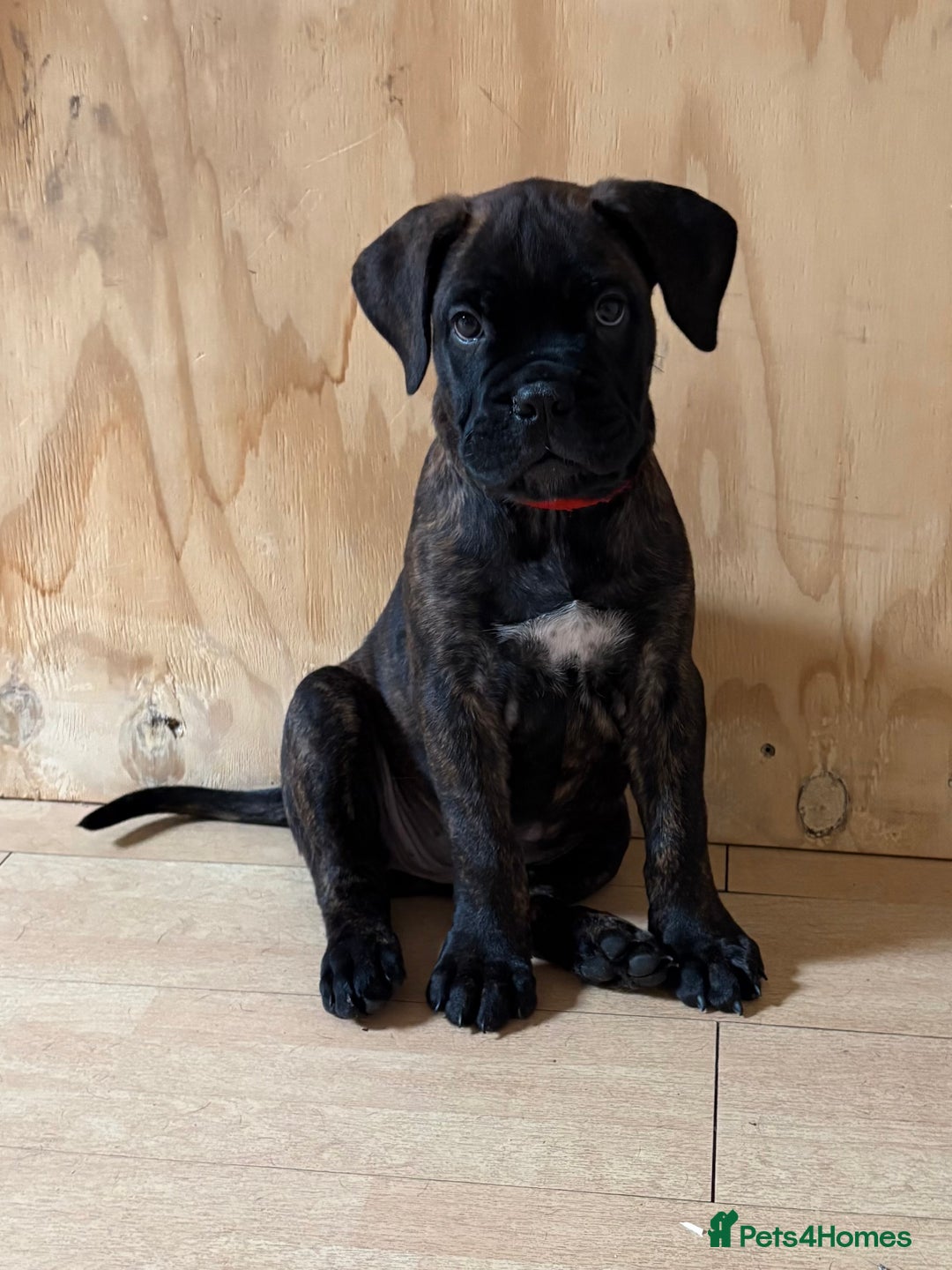 Bullmastiff dogs for sale: 🐾 KC registered bullmastiff female puppy 🐾 - Image 7