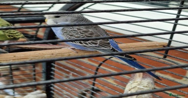 Budgerigars birds - Advert 4