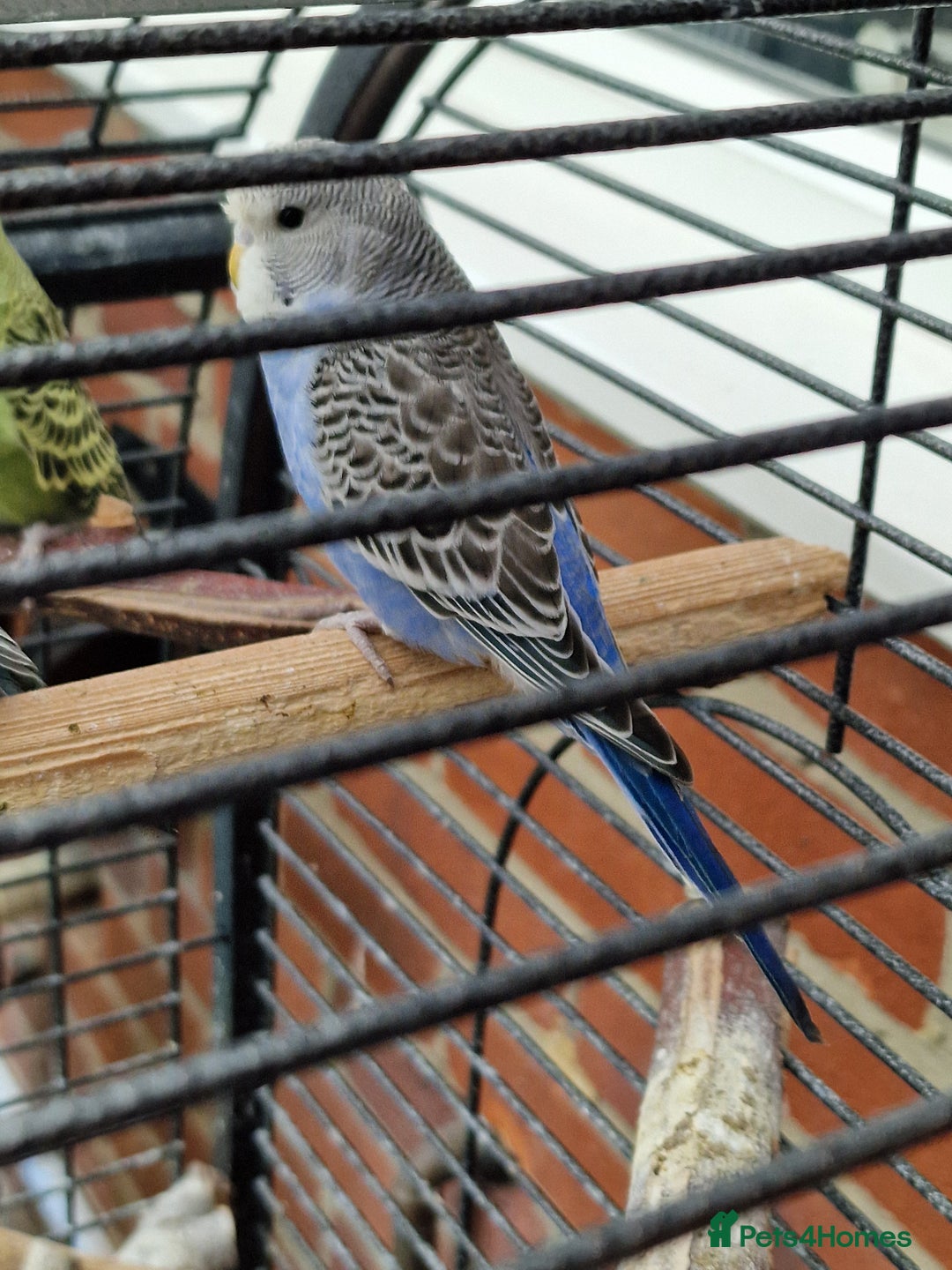 Budgerigars birds for sale: baby budgerigar - Image 3