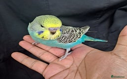 Budgerigars birds for sale: Silly hand tamed baby budgies for sale  - Image 7