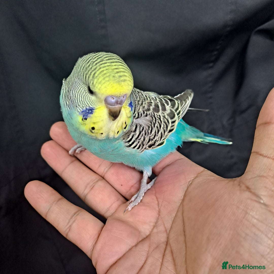 Budgerigars birds for sale: Silly hand tamed baby budgies for sale  - Image 7