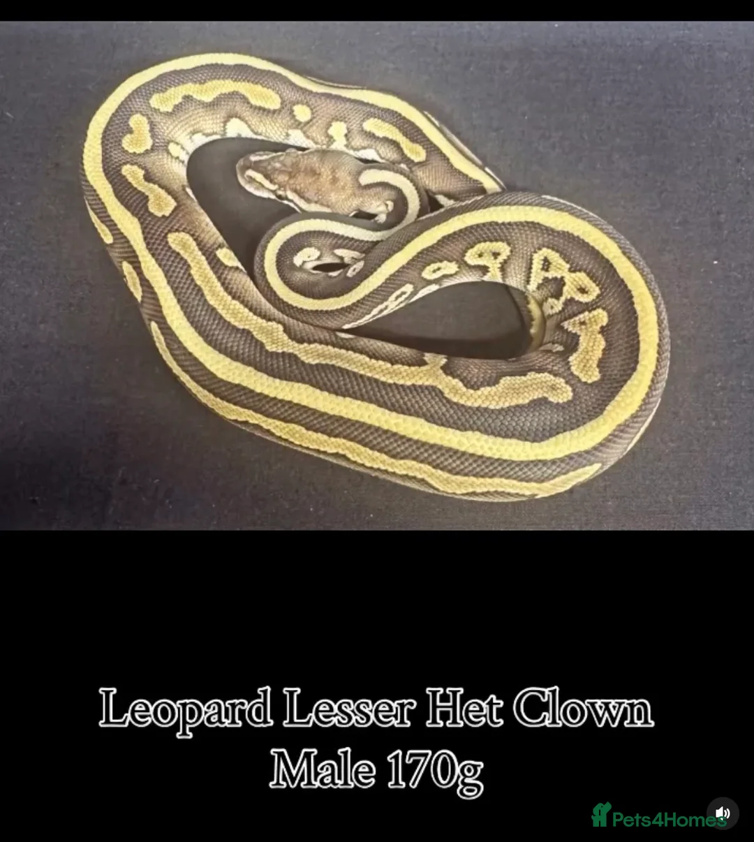 Python Snake reptiles for sale: Various ball python / royal python b29 - Advert 2