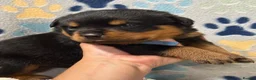 Rottweiler dogs for sale: ✨Big bone Pups for Sale Healthy & Ready to Go 🐶✨ in Skegness - Advert 8