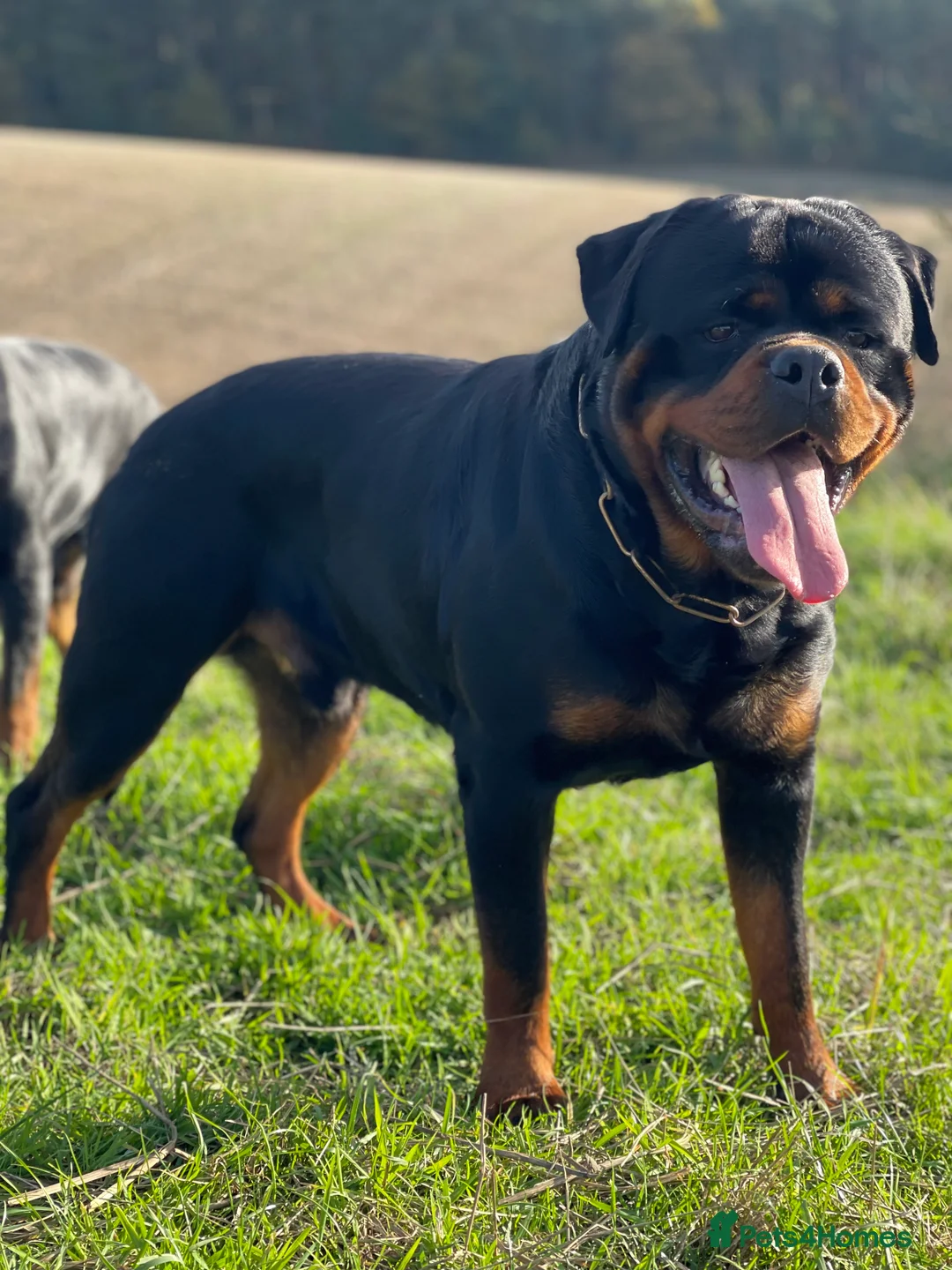 Rottweiler dogs for stud: ABSOLUTELY BEAUTIFUL KC Health Tested *FOR STUD* in Mansfield - Advert 12