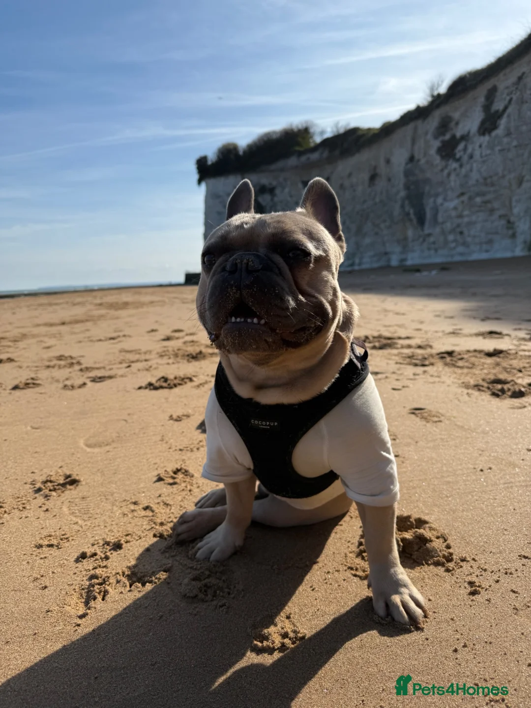 French Bulldog dogs for stud: French bulldog stud in Harrow - Advert 11