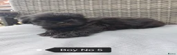 Shih Tzu dogs for sale: Shih Tzu puppies ready to leave:29/06 - Advert 12