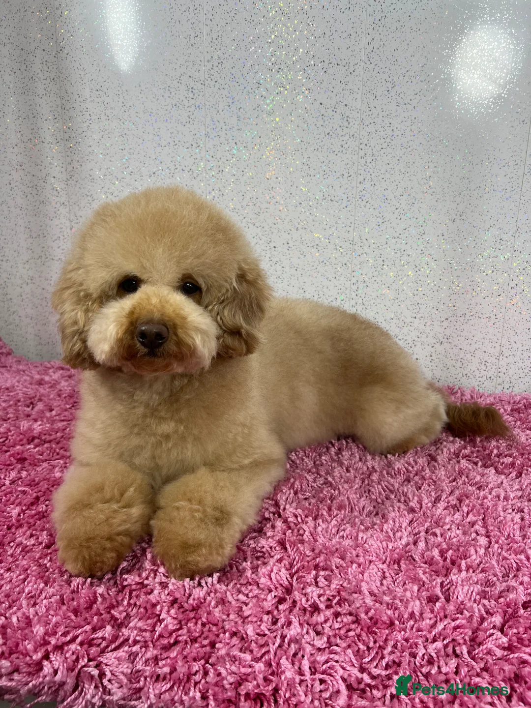 Mixed Breed dogs for sale: 3 Cockalierpoo puppies  in Whitchurch - Advert 1