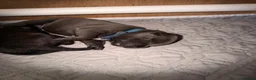 Staffordshire Bull Terrier dogs for sale: 6x champion sired SBT puppies  - Advert 3