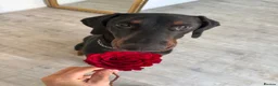 Dobermann dogs for stud: 🐾 Doberman Stud Available – First-Time Stud - Advert 5