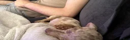 Miniature Dachshund dogs for sale: Miniature dachshund puppy  - Advert 2