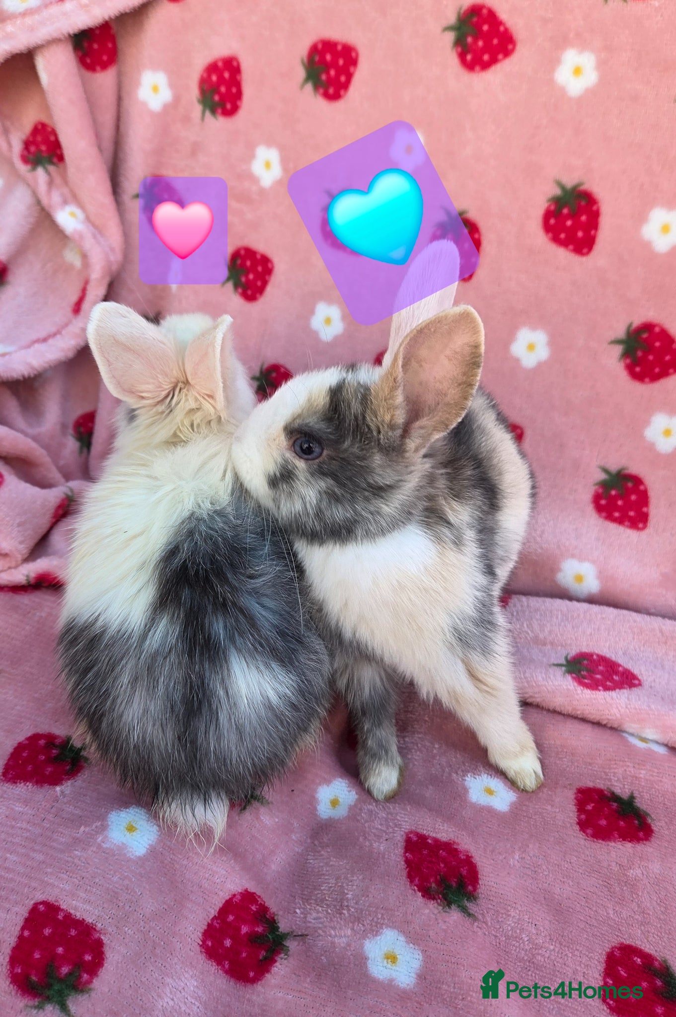 Mixed Breed rabbits Plush Mini lop 8 weeks old very tame - Advert 2