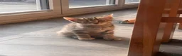 Mixed Breed cats for sale: Adorable kittens for sale in Basildon - Advert 16