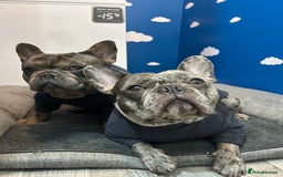 French Bulldog dogs for sale: BonBon & Hugo - Image 5