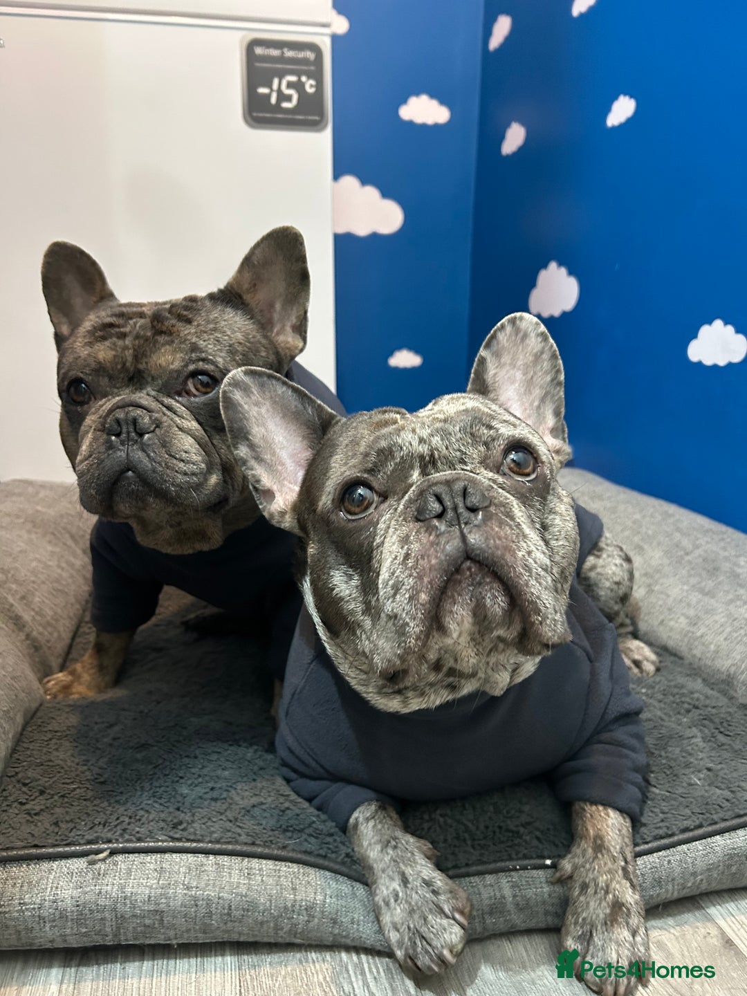 French Bulldog dogs for sale: BonBon & Hugo - Image 5