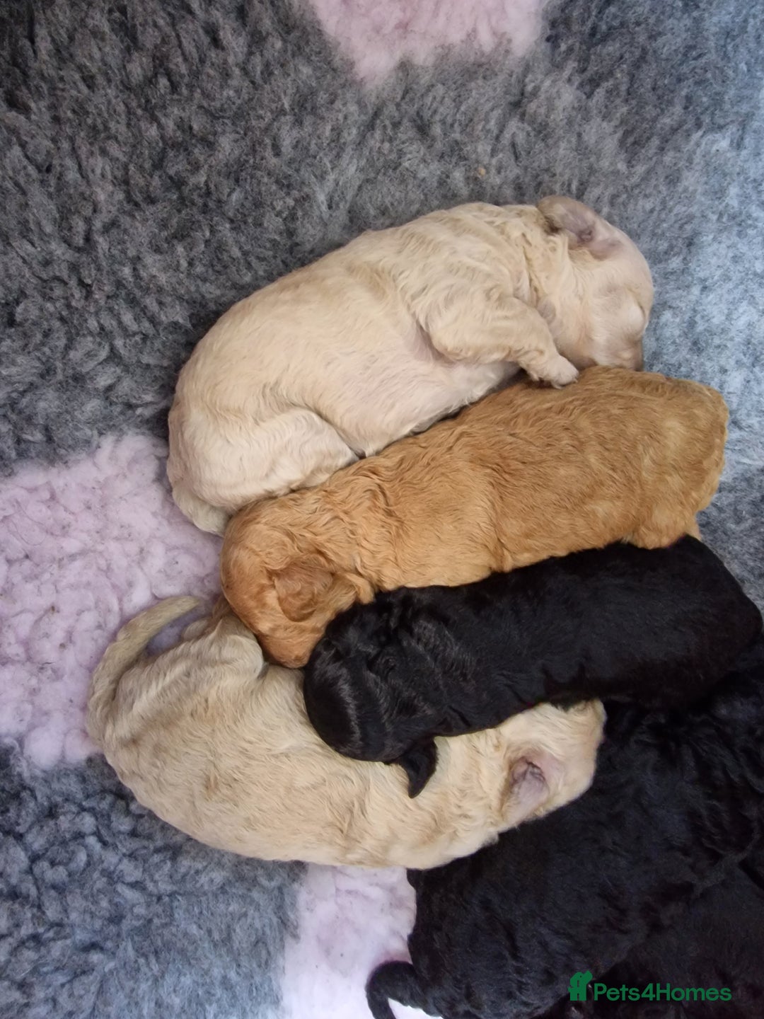 Toy Poodle dogs for sale: Toy poodle puppies  - Image 2