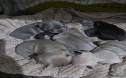 French Bulldog dogs for sale: French dog for sale  - Image 25