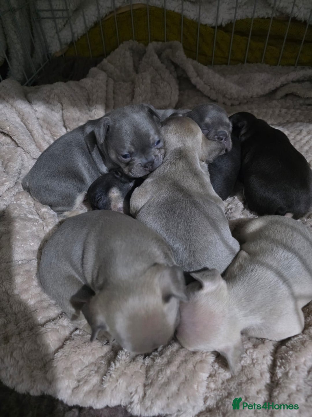 French Bulldog dogs for sale: French dog for sale  - Image 25