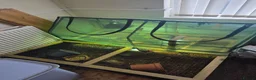 Tortoise reptiles for sale: Tortoise and Tortoise home in Saint Helens - Advert 2