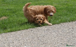 Cockapoo dogs for sale: Beautiful Cockapoo puppies for sale - Image 35