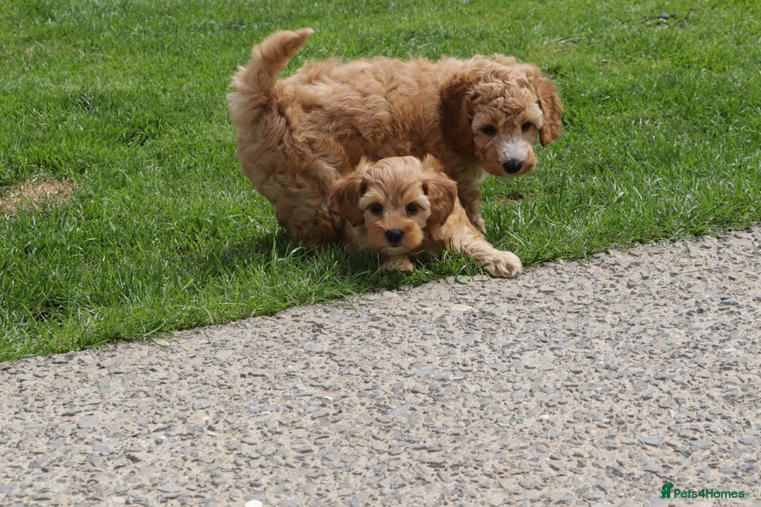 Cockapoo dogs for sale: Beautiful Cockapoo puppies for sale - Image 35