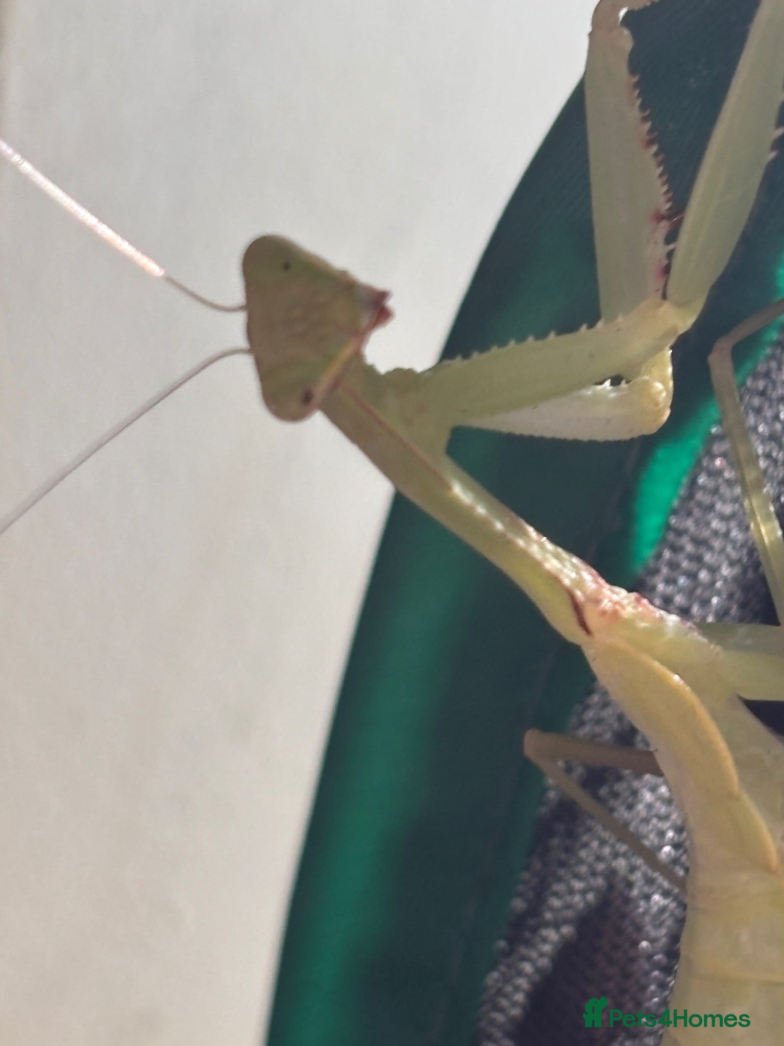 Praying Mantis invertebrates Praying mantis for sale - Advert 2