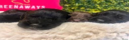 Sprocker dogs for sale: 5 * Breeder Health-Tested F1b Sprocker Puppies - Advert 17
