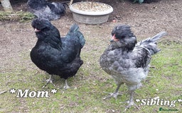 Chickens poultry for sale: Blue British tailed Araucana boy  - Image 14