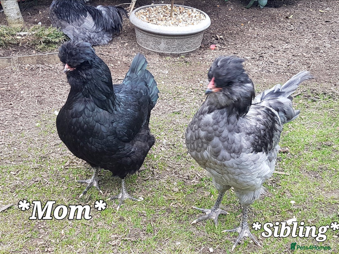 Chickens poultry for sale: Blue British tailed Araucana boy  - Image 14