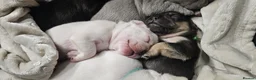 French Bulldog dogs for sale: Beautiful French Bulldog puppies 🐶 - Advert 30