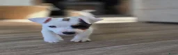 Jack Russell dogs for sale: Lovely Jack russell puppies - Advert 23