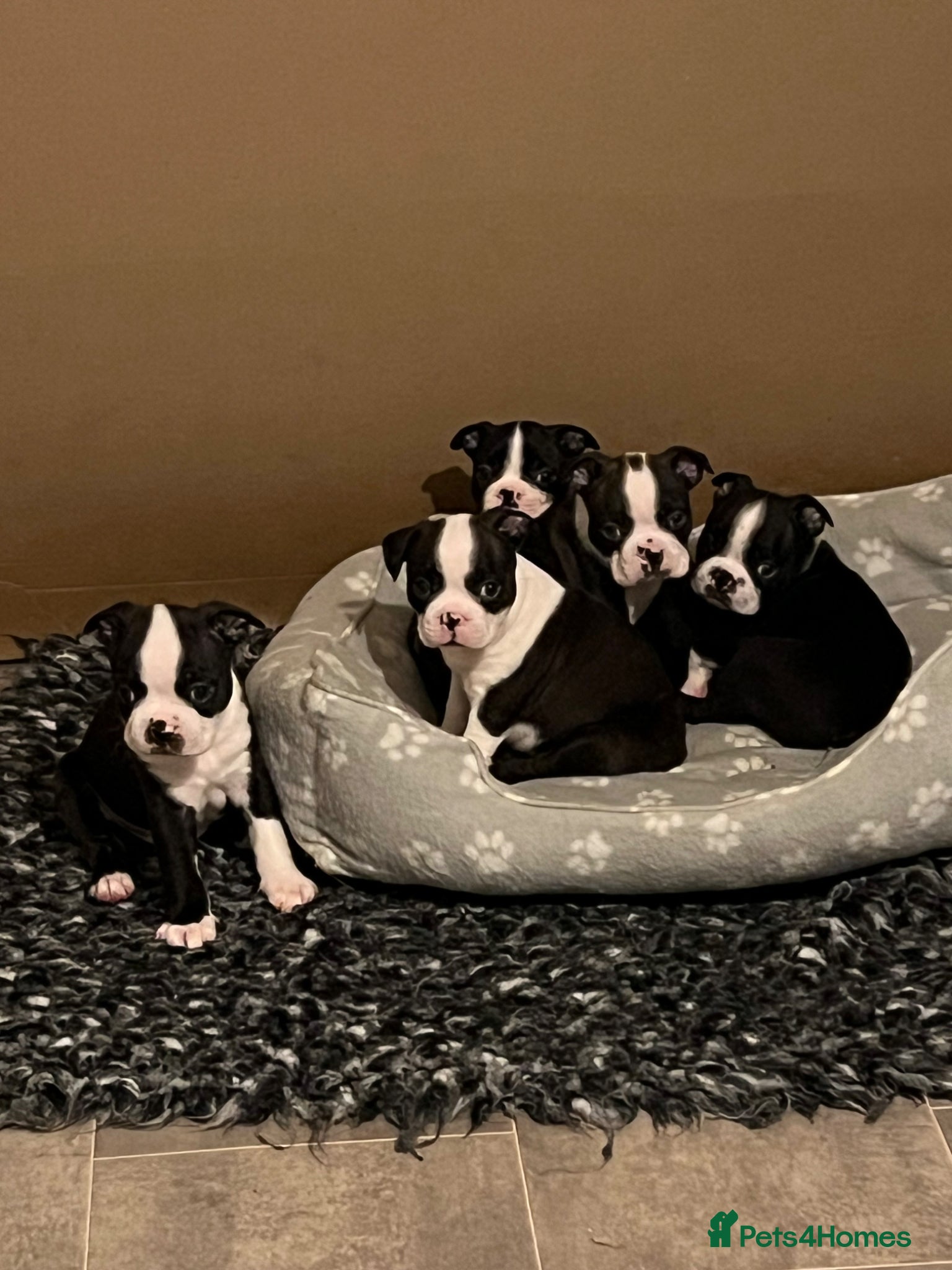 Boston Terrier dogs Stunning Boston terrier puppies - Advert 2