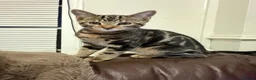 Mixed Breed cats for sale: Mixed Breed, Kiro in Clacton-on-Sea - Advert 3