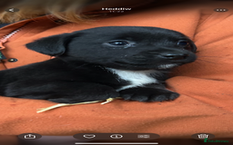 Jack Russell dogs for sale: Beautiful Jack Russell Puppies - Image 5