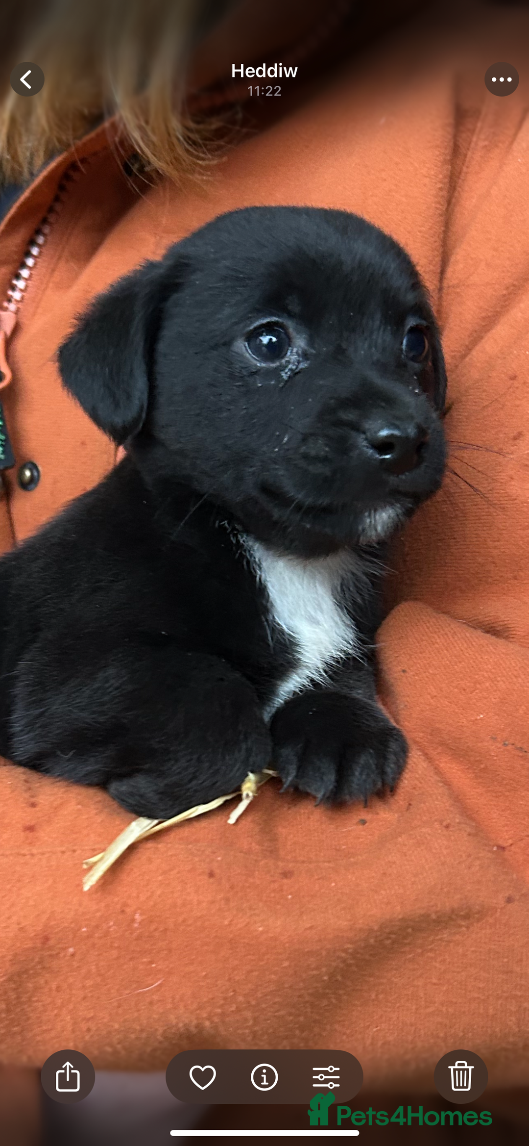 Jack Russell dogs for sale: Beautiful Jack Russell Puppies - Image 5