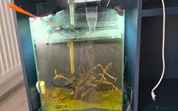 Catfish fish for sale: 5 catfish for sale with aquarium and filter - Image 1