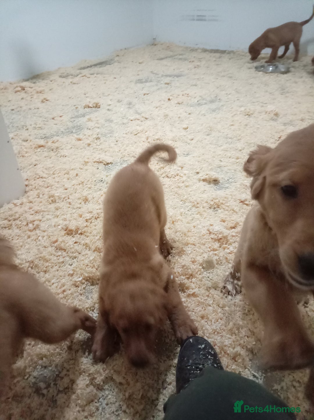 Golden Retriever dogs for sale: Kc registered golden retrievers from working lines - Advert 20