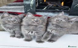 Maine Coon cats for sale: 🔥*Stunning Litter of 8💎Solid Blue Maine Coon*🔥  - Image 1