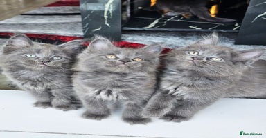 Maine Coon cats - Advert 2