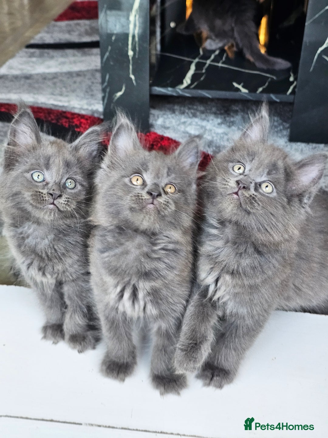 Maine Coon cats for sale: 🔥*Stunning Litter of 8💎Solid Blue Maine Coon*🔥  - Image 1