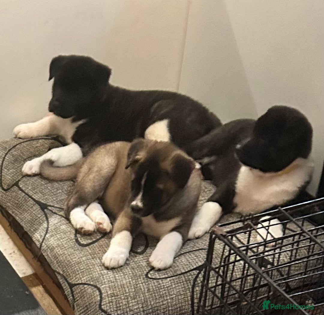 Akita dogs for sale: Akita Puppies for Sale - Advert 31