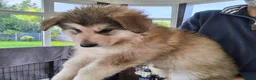 German Shepherd dogs for sale:  Pedigree German Shepherd pups straight backed - Advert 13